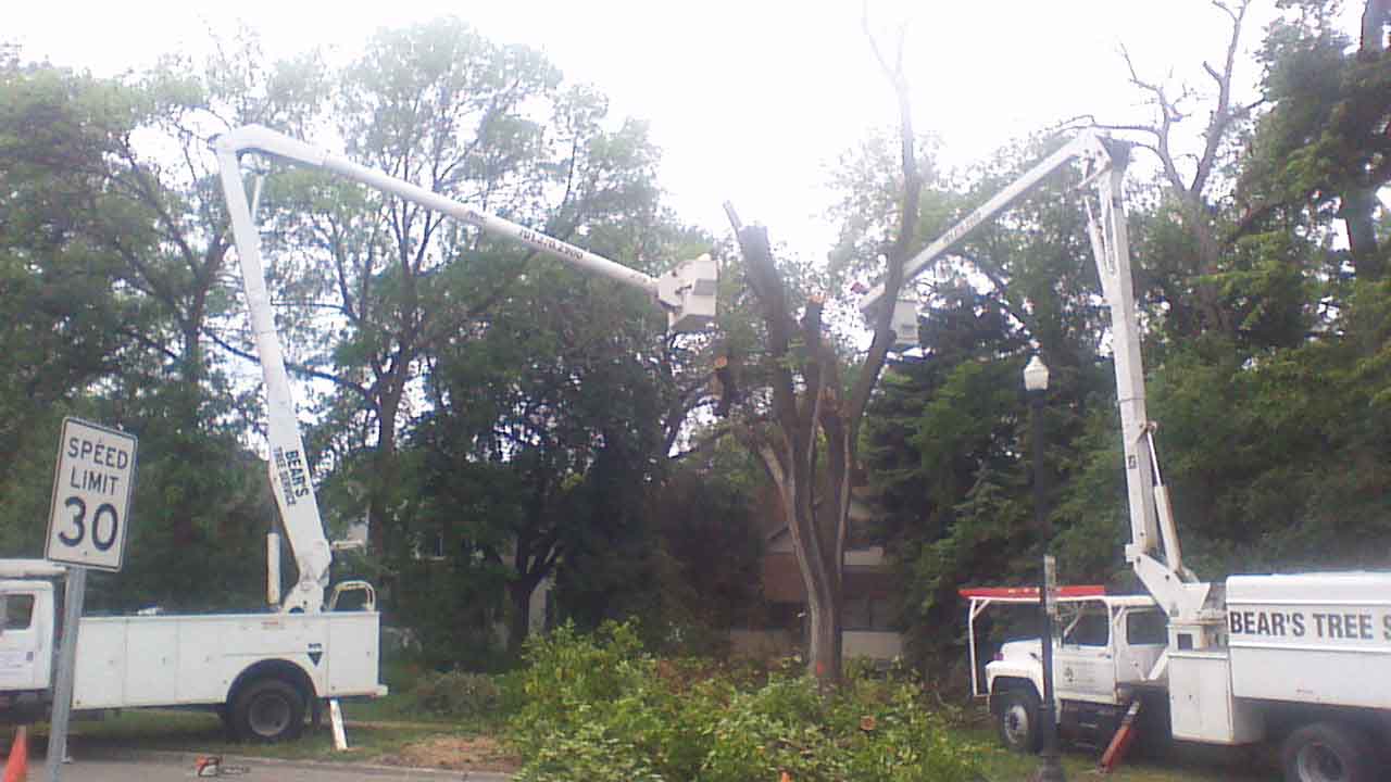 Bears Tree Service gallery 8